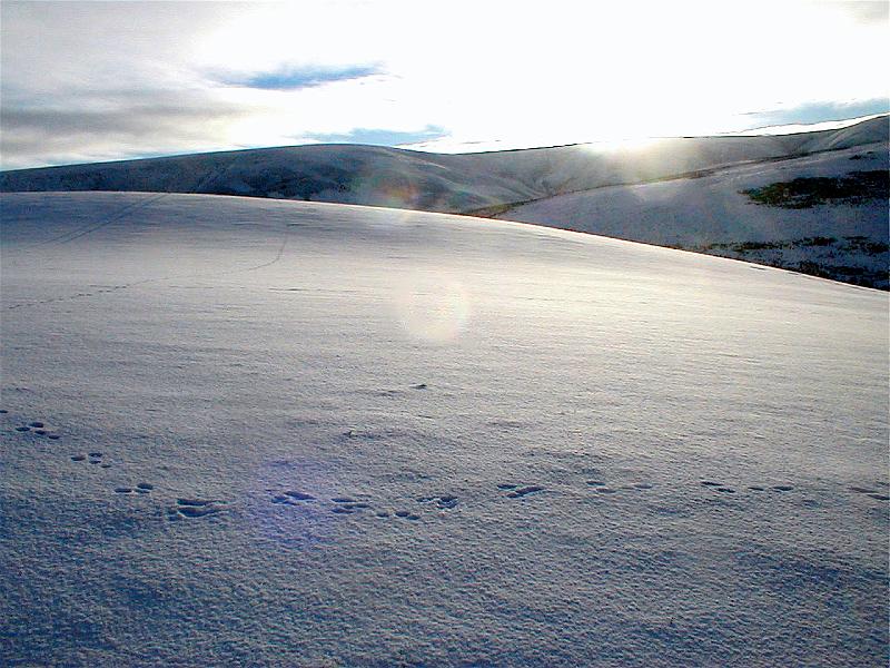 Lammermuirs under snow.JPG